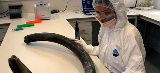 Greek researcher deciphered the complete DNA code of two mammoths