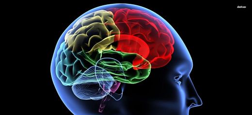 Decodes complex relationships between brain regions
