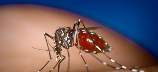 Έλληνας επιστήμονας έκανε τα κουνούπια ανθεκτικά στον δάγκειο πυρετό