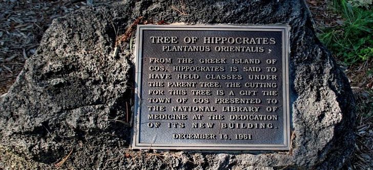 The Tree of Hippocrates in US