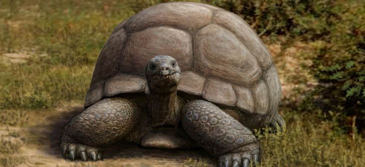 Έλληνας επιστήμονας ανακάλυψε νέο είδος γιγάντιας χελώνας