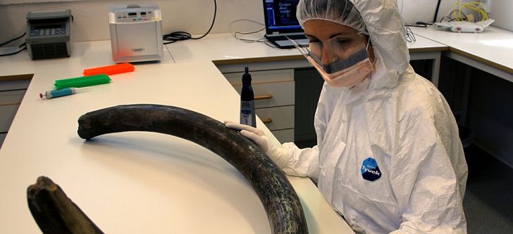 Greek researcher deciphered the complete DNA code of two mammoths