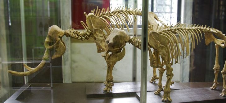 3D Tilos dwarf elephant at the Museum of Paleontology and Geology