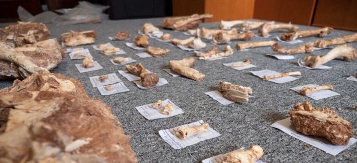 The Jurassic Park of Lesvos -They found  bones of 2 million years old