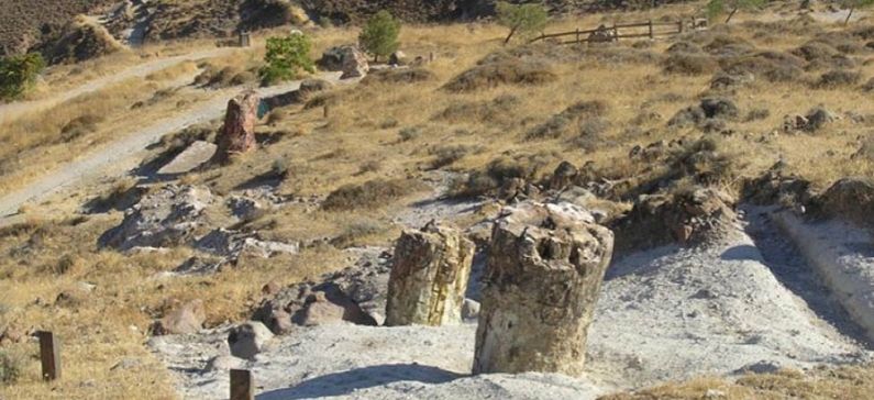Petrified Forest of Lesvos on UNESCO’s World Heritage Monuments