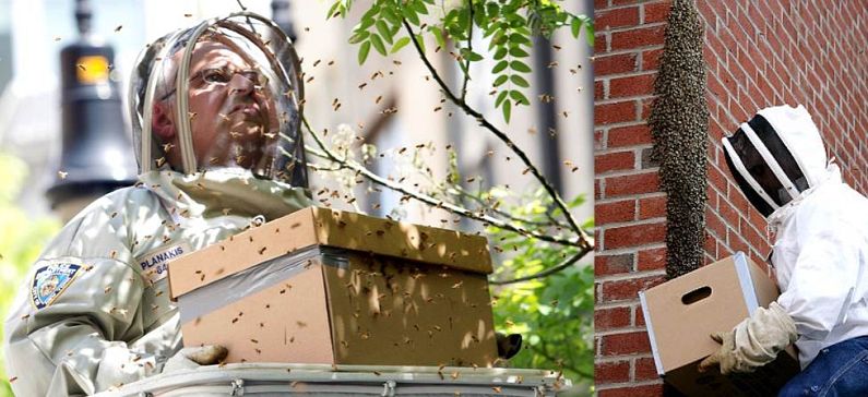 Προστατεύει τη Νέα Υόρκη από τις μέλισσες