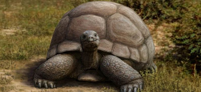 Greek researcher discovers new genus of giant tortoise