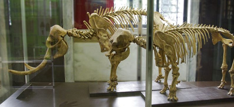 Τρισδιάστατος ο νάνος ελέφαντας της Τήλου στο Μουσείο Παλαιοντολογίας και Γεωλογίας