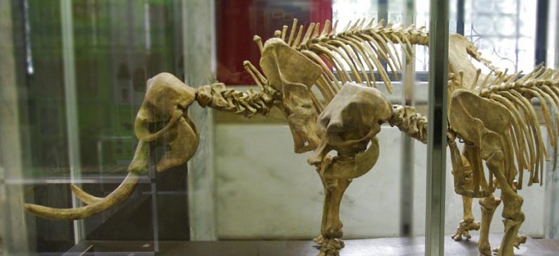 Τρισδιάστατος ο νάνος ελέφαντας της Τήλου στο Μουσείο Παλαιοντολογίας και Γεωλογίας
