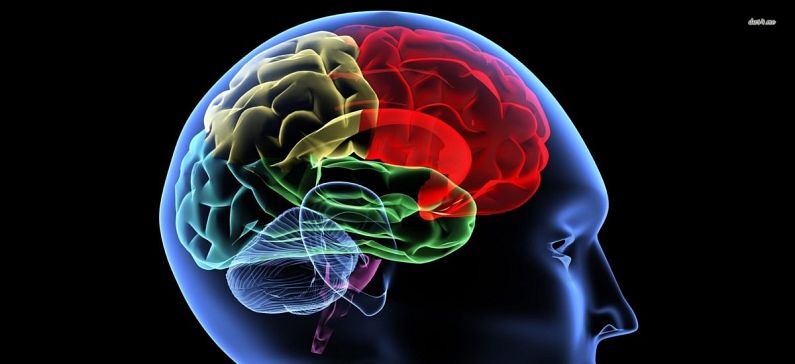 Decodes complex relationships between brain regions
