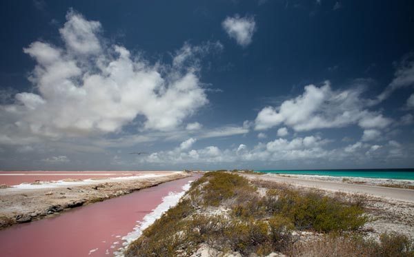 Bonaire Pink Beach – Dutch Caribbean Island